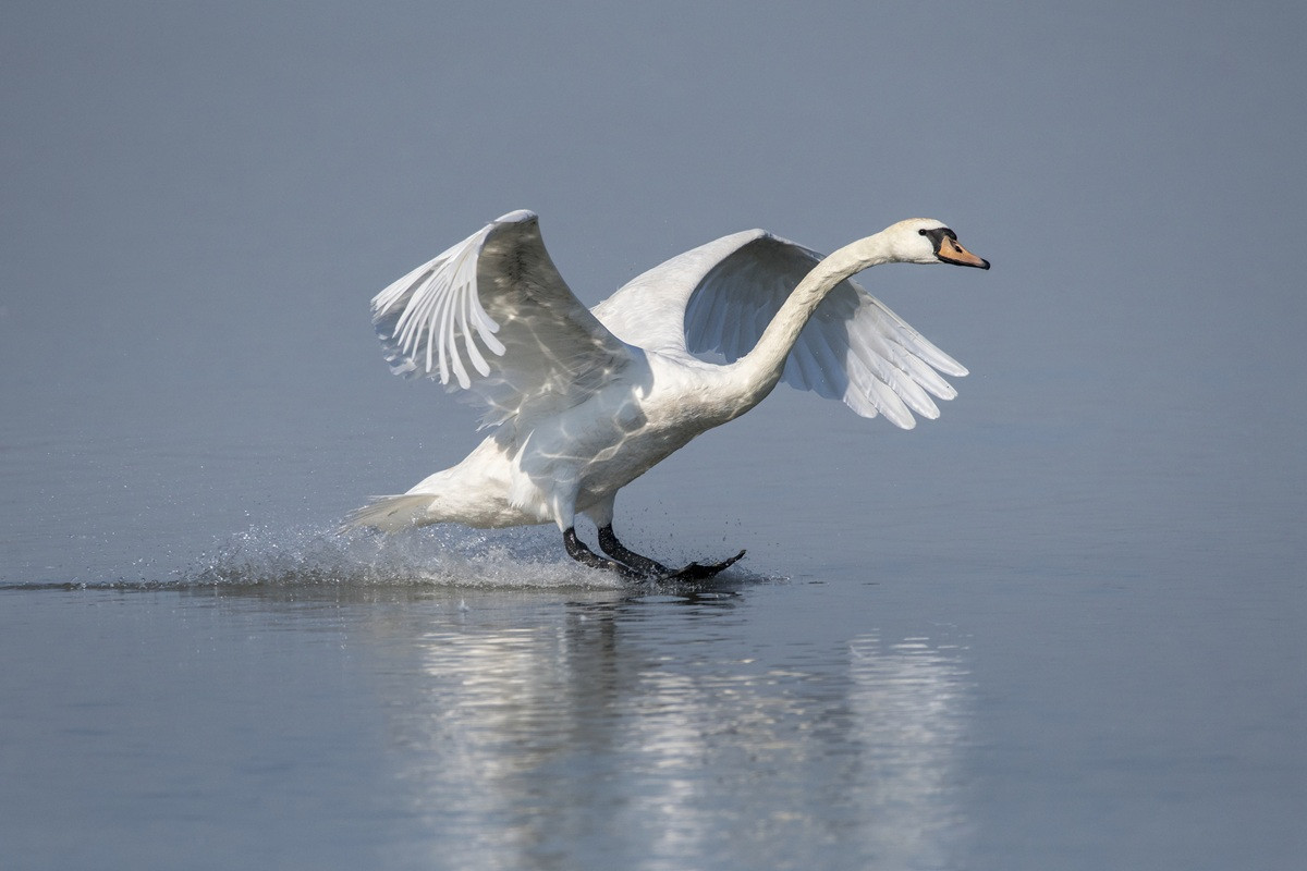 Toch zachtere start handhaving op schijnzelfstandigheid Toch zachtere start handhaving op schijnzelfstandigheid